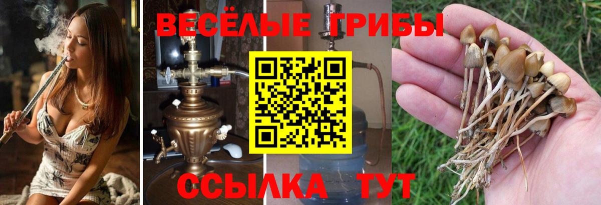 Кимры  Галлюциногенные грибы ЛСД  Вход с VPN  Псилоцибиновые грибы GOLDEN TEACHER 